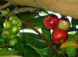 Connaissez-vous la pomme d’eau?