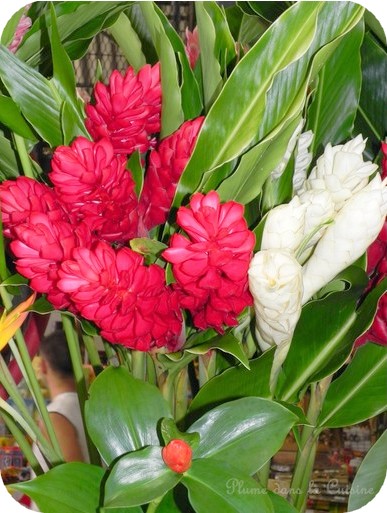 Copie de fruit6
