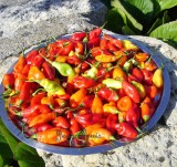 Cultiver le piment végétarien