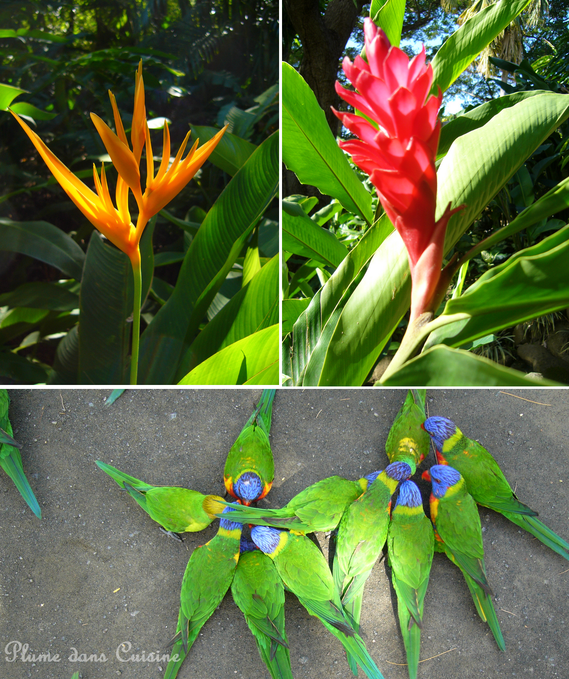 fleurs