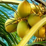 Une nouvelle année qui commence sous les cocotiers…