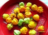 Piment végétarien "bonda man jak"